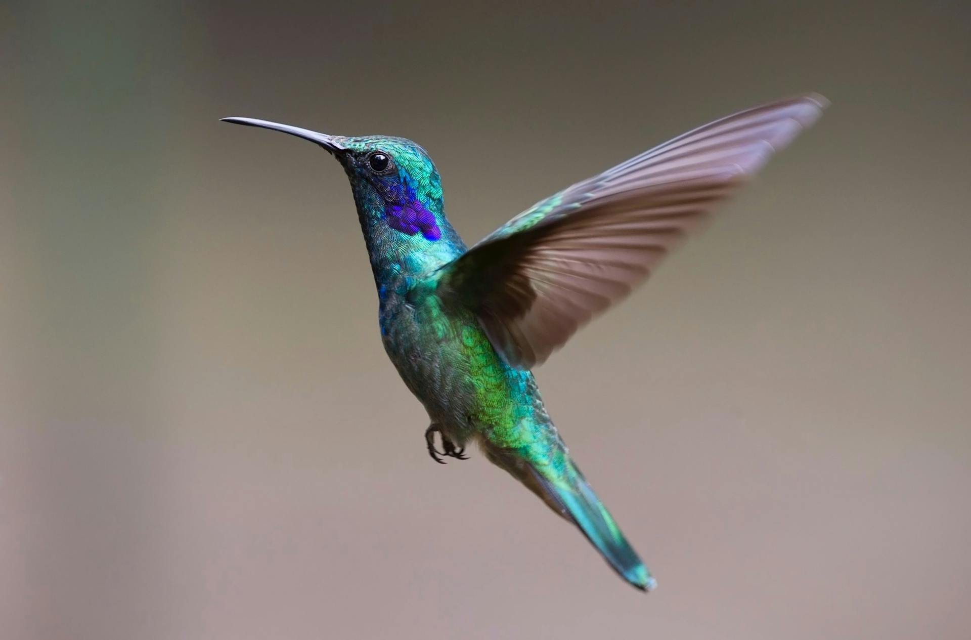 Green Bird